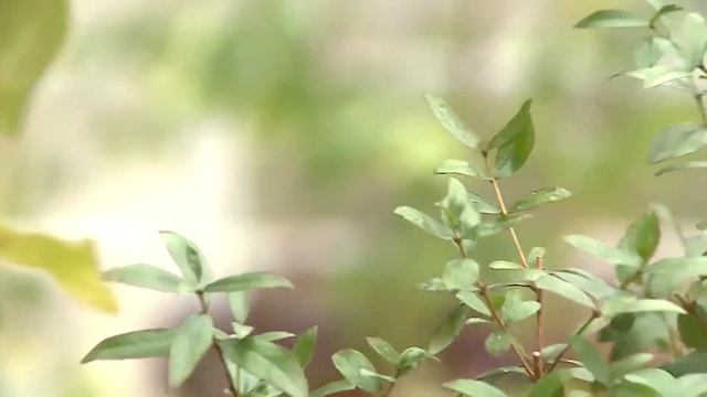 Садовые истории – выращивание мирта смотреть онлайн