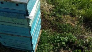 Болезни пчел. Как победить вирусный паралич