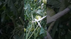 Сорт томата Золотые полосы Сайгела