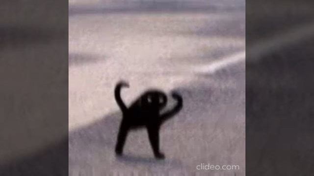 Cat-jump