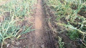 Уборка чеснока сорта "любаша"\\ результат с удаленной стрелкой \\ урожай 2018