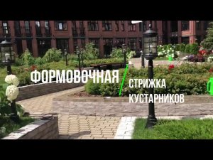 Формовочная стрижка живой изгороди