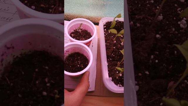 Применение биогумуса на рассаде смотреть онлайн