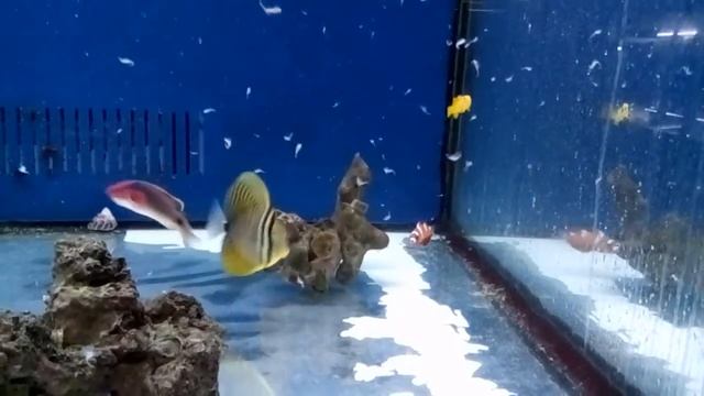 Zebrasoma Desjardinii en Jufor Mundo Animal смотреть онлайн