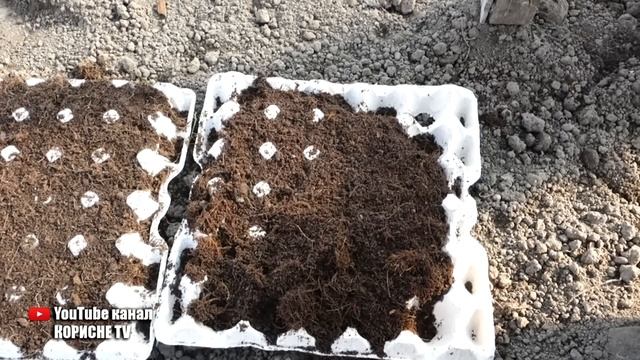 Геніальний спосіб посіву моркви  Більше ніякого проріджування та прополки