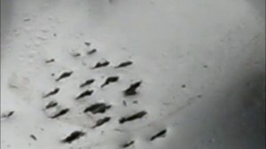Croc (Kizlyar Supreme)