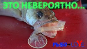 ЛОВЛЯ НА ПРЕЗЕРВАТИВ. SHIT CHALLENGE