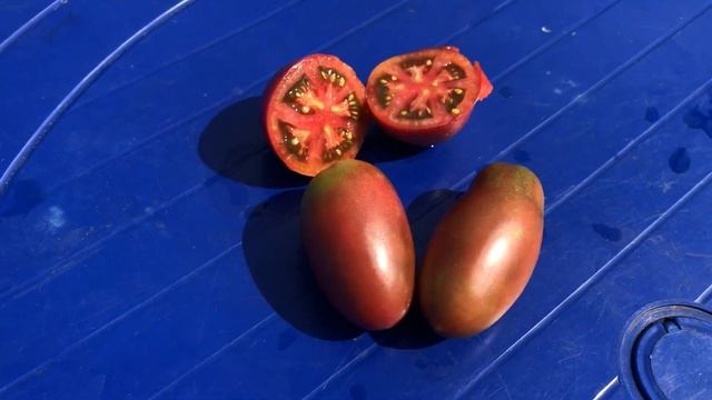 Томат Фиолетовый Русский. Purple Russian Tomato смотреть онлайн