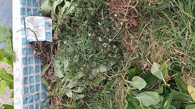 #25 #2022 Компост. #сад #дача#огород #компост смотреть онлайн