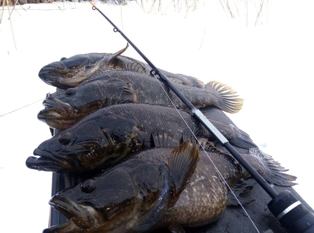 Зимняя рыбалка. Ловля ротана. Охота за трофеем.