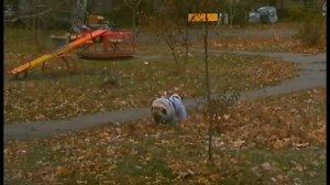 Писающий мопс