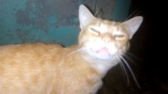 Паук крестовик плетёт паутину. Котобанда)?️?️??? смотреть онлайн