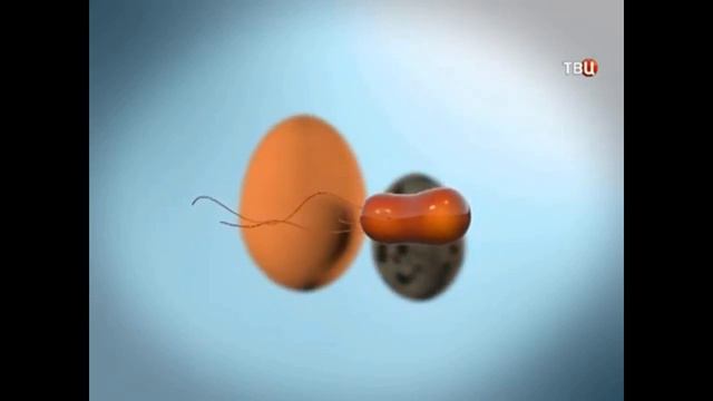 Каким образом наиболее часто происходит заражение сальмонеллезом? Профилактика от сальмонеллеза