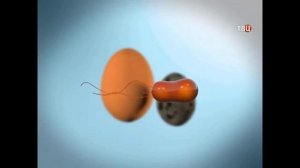 Каким образом наиболее часто происходит заражение сальмонеллезом? Профилактика от сальмонеллеза