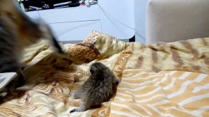 мама кошка перетаскивает котёнка