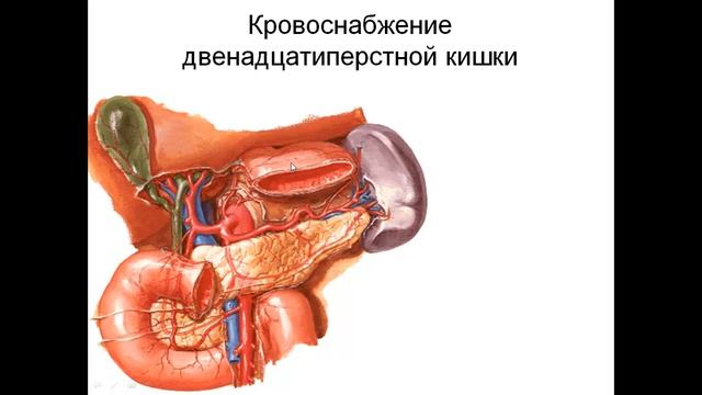 Брюшная аорта смотреть онлайн