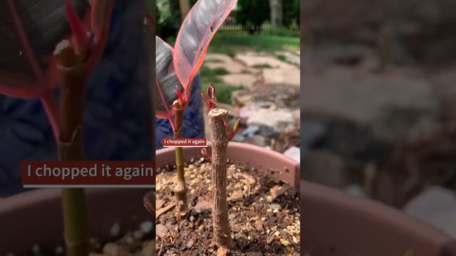 Ruby Ficus Elastica Rubber Tree | How to Propagate and Branch | 2 year compilation video