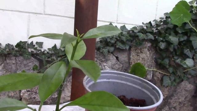 РАЗМНОЖИТЬ ЧЕРЕНКАМИ РАСТЕНИЯ. ЧЕРЕНКИ УКОРЕНЕНИЕ И РЕЗУЛЬТАТЫ.
