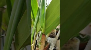 Laelia purpurata sanguinea Флоралия.