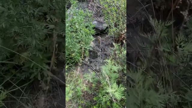 Алтайский сурок -тарбаган #алтай #горныйалтай #чемал смотреть онлайн