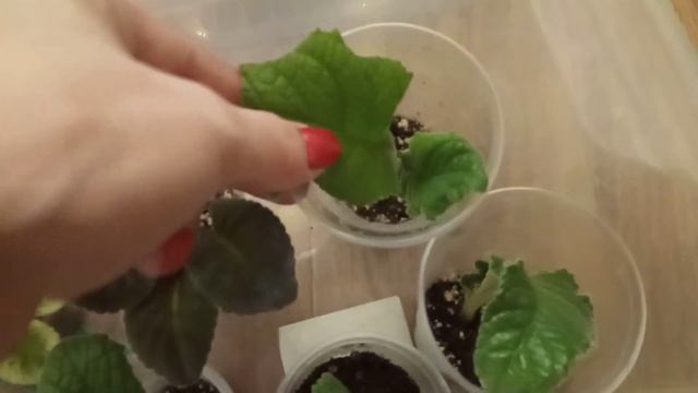 Укоренение стрептокарпусов. Цветущие фиалки на стеллаже. смотреть онлайн