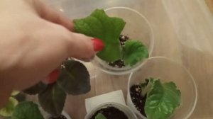 Укоренение стрептокарпусов. Цветущие фиалки на стеллаже.