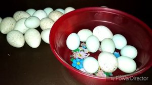 МОЖНО ЛИ ИНКУБИРОВАТЬ СТАРЫЕ ЯЙЦА. РЕЗУЛЬТАТ ОВОСКОПИРОВАНИЯ. ДОКЛАДКА ЯИЦ В ПРОЦЕССЕ ИНКУБАЦИИ