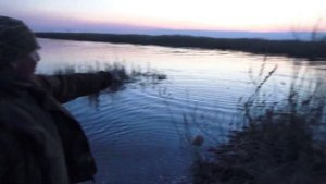 Сибирские пауки и хапуги от Александра Сибирского.