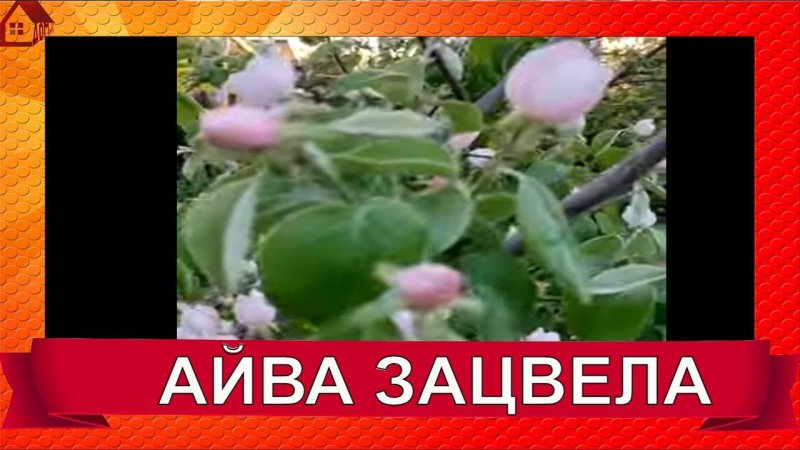 Айва зацвела в саду/Весенняя красота