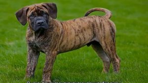 Южноафриканский бурбуль: описание породы