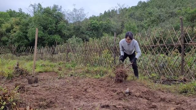 Improve the garden to grow more sugar cane. Live with nature.