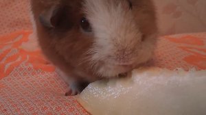 Морская свинка ест дыню