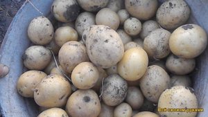 Самая Лучшая,Урожайная Картошка. Копаем Сорт Галла