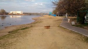 Тибетский спаниель. Мадагаскар!