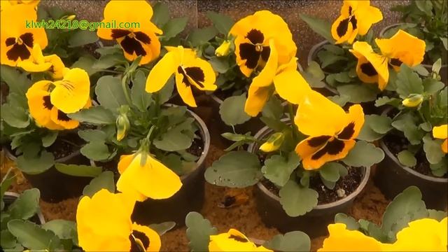 Viola Tricolor بانسيه смотреть онлайн