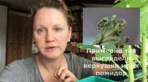 Погибла рассада помидор после высадки в грунт: не повторяйте моих ошибок!