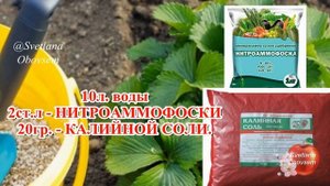 ПОСЛЕДНЯЯ ОСЕННЯЯ ПОДКОРМКА КЛУБНИКИ ФОСФОРНЫМ НАСТОЕМ И ЕЩЕ..ПОСМОТРИШЬ ЧТО БУДЕТ С УРОЖАЕМ ВЕСНОЙ