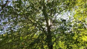 Премьера клипа 2024 "Наша осень" - Наиля Подарок