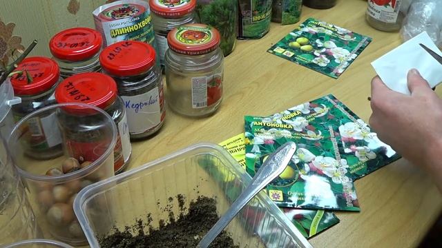 Подвои из семян. Семена Антоновки и Сибирячки. смотреть онлайн