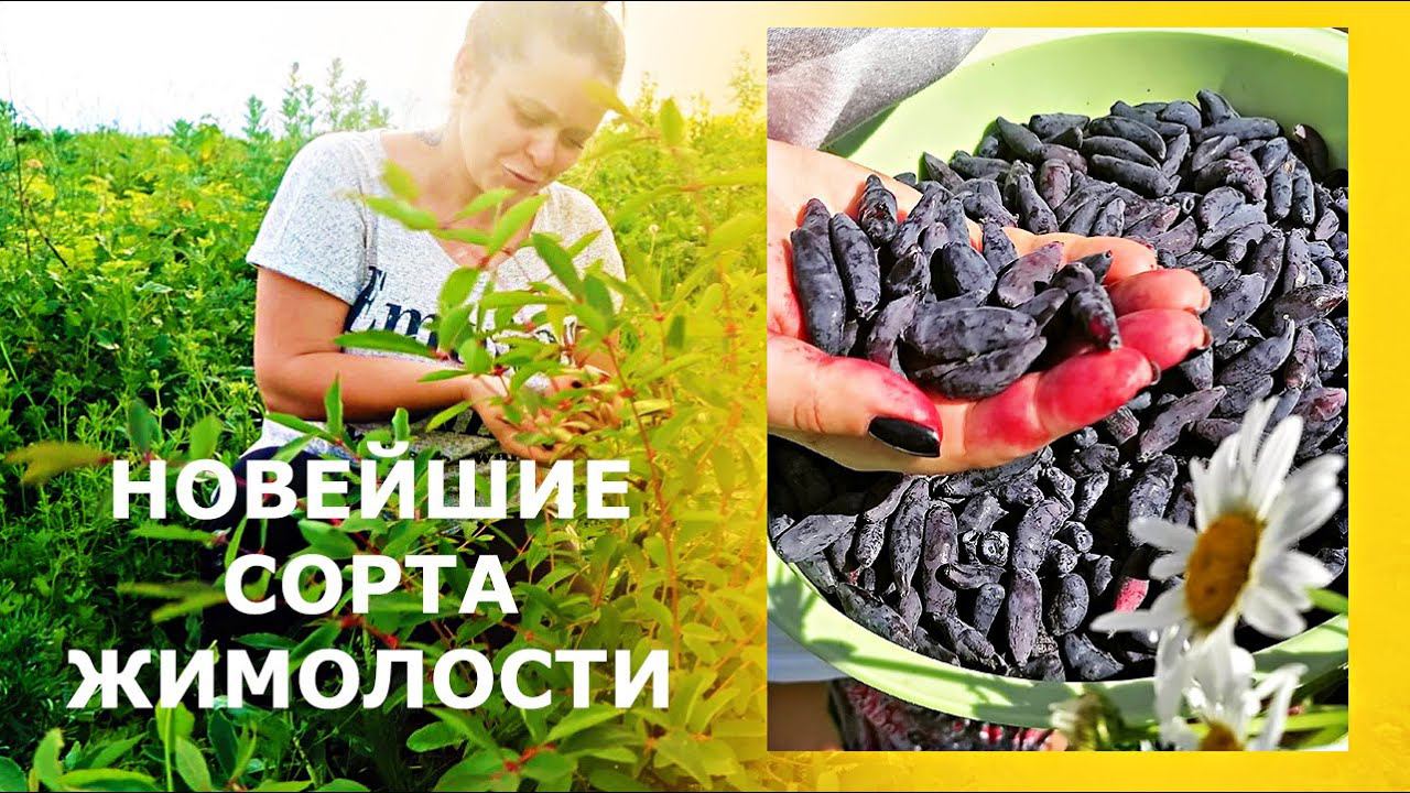 Пробуем российские, канадские, американские сорта жимолости. Новинки, бакчарские номерные формы. смотреть онлайн