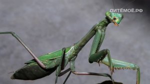 Богомол. Энциклопедия для детей про животных. Тропики