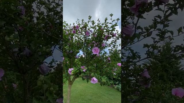 Rose of Sharon