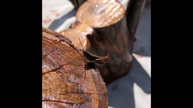 Пеньки- подставки для дачного участка. смотреть онлайн