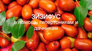ЗИЗИФУС, УНАБИ, КИТАЙСКИЙ ФИНИК в помощь гипертоникам и дачникам. 
#зизифус унаби #китайский финик