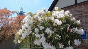 Pure white [Azaleas] Rhododendron flowers are quite rare Blooming heavily  mid to late spring [USA]