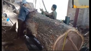 Так китайцы пилят нашу тайгу.