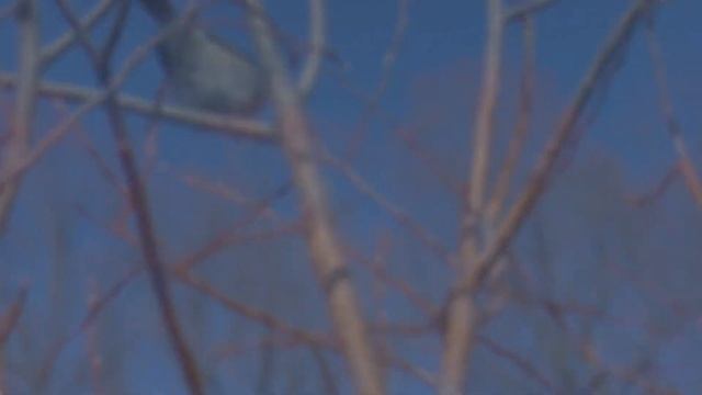 Пеночка- теньковка. Пеночка прекрасно поет. Пение птиц. Птицы Сибири.