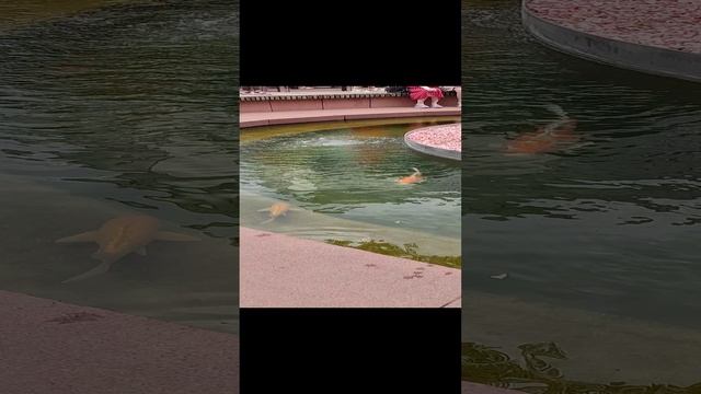 Золотая рыбка - загадываем желание)