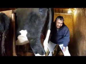 ЧЕМ ПРОКОЛОТЬ КОРОВ ОТ ГЛИСТОВ И Т.П.