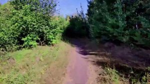 Челябинский сосновый бор, природа Южного Урала прекрасна. 31 08 2021г